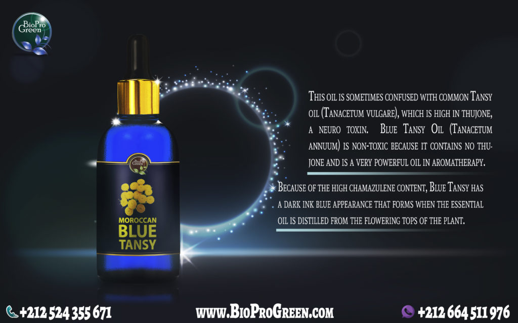 Moroccan Blue Tansy essential oil - chamomile essential oil