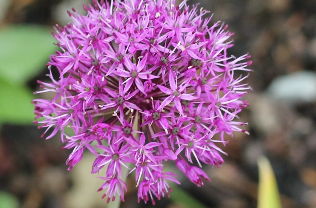 Garlic essential oil