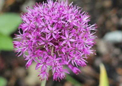 Garlic essential oil