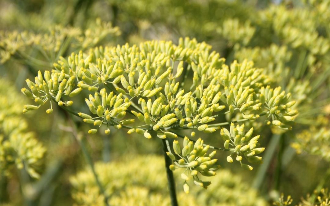 Anise huile essentielle