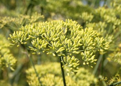 Anise essential oil