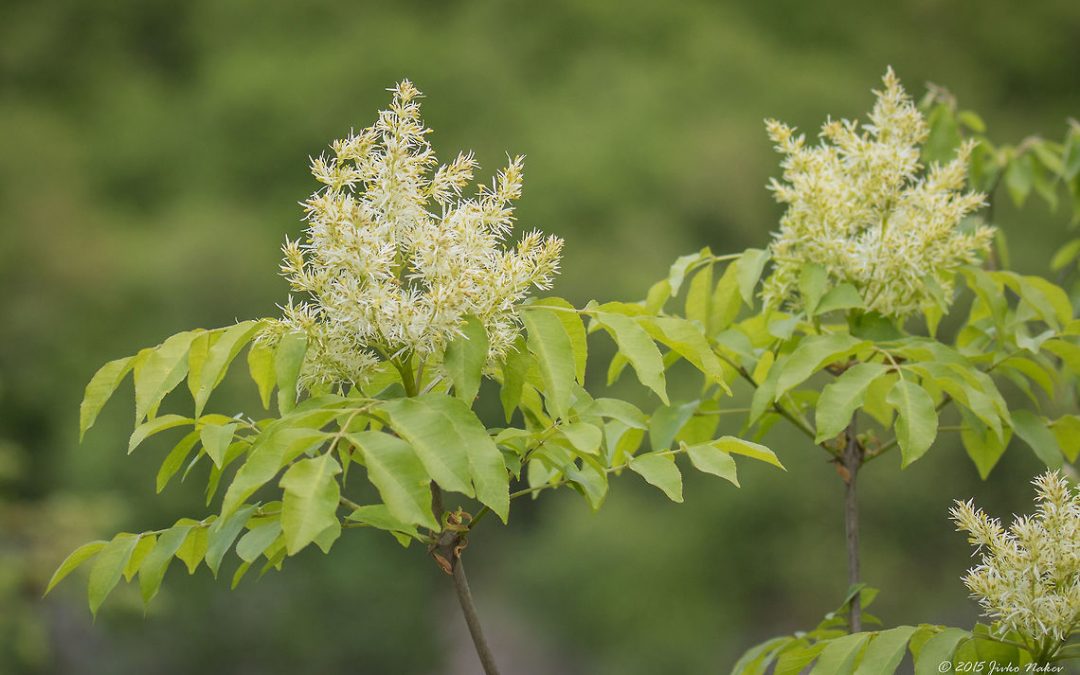 Feuille de Frêne