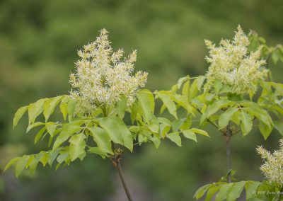 Feuille de Frêne