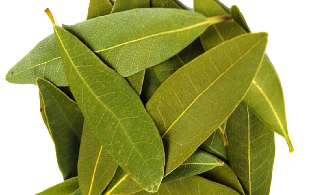 Bay leaf herbs