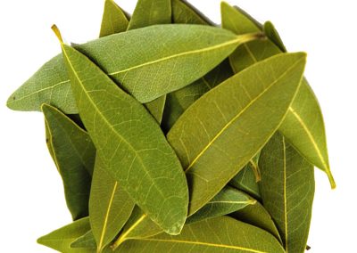 Bay leaf herbs