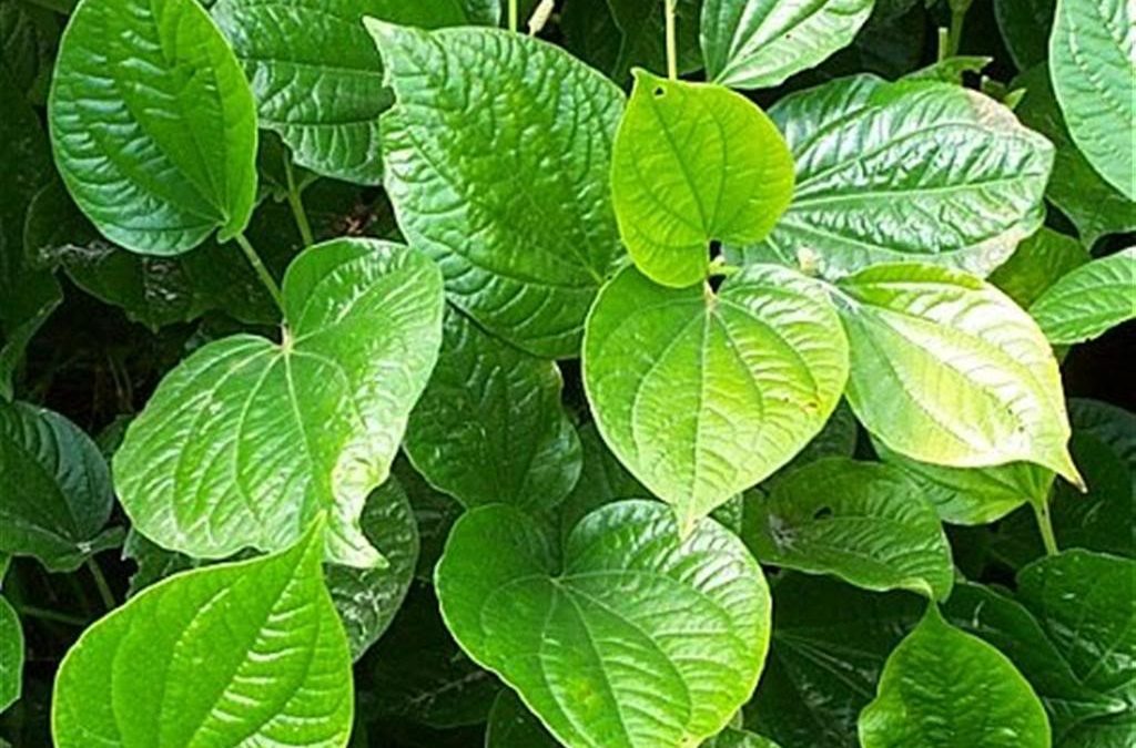 Nut (betel) leaves herbs