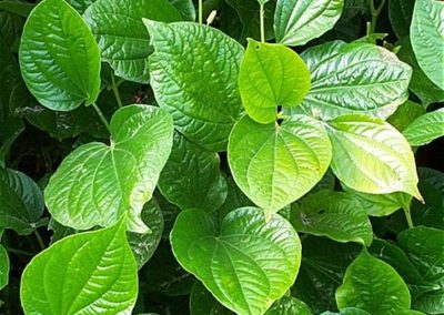 Nut (betel) leaves herbs