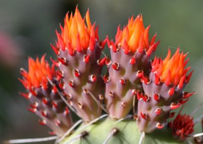 Cactus flower herbs