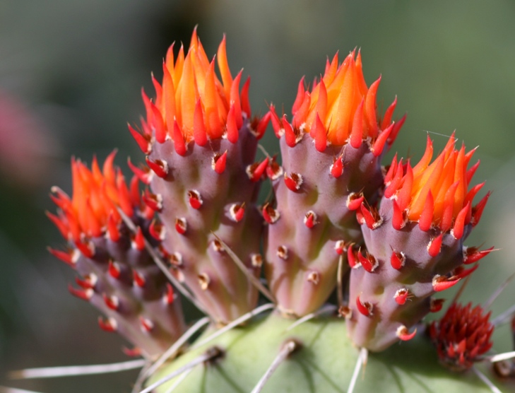 Cactus flower herbs