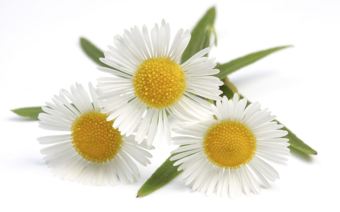 Camomile herbs