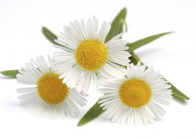 Camomile herbs