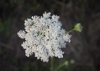 Carrot essential oil