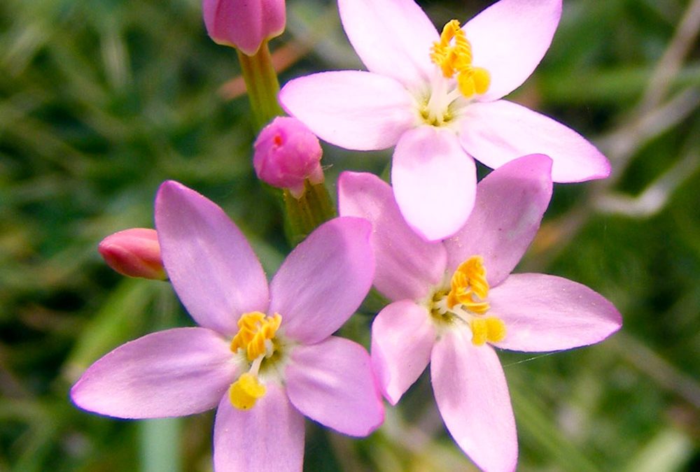 Centaury herbs