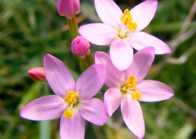 Centaury herbs