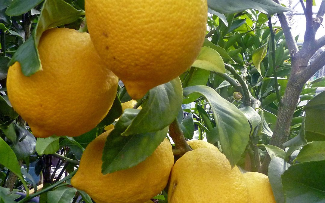 Italian lemon essential oil