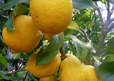 Italian lemon essential oil