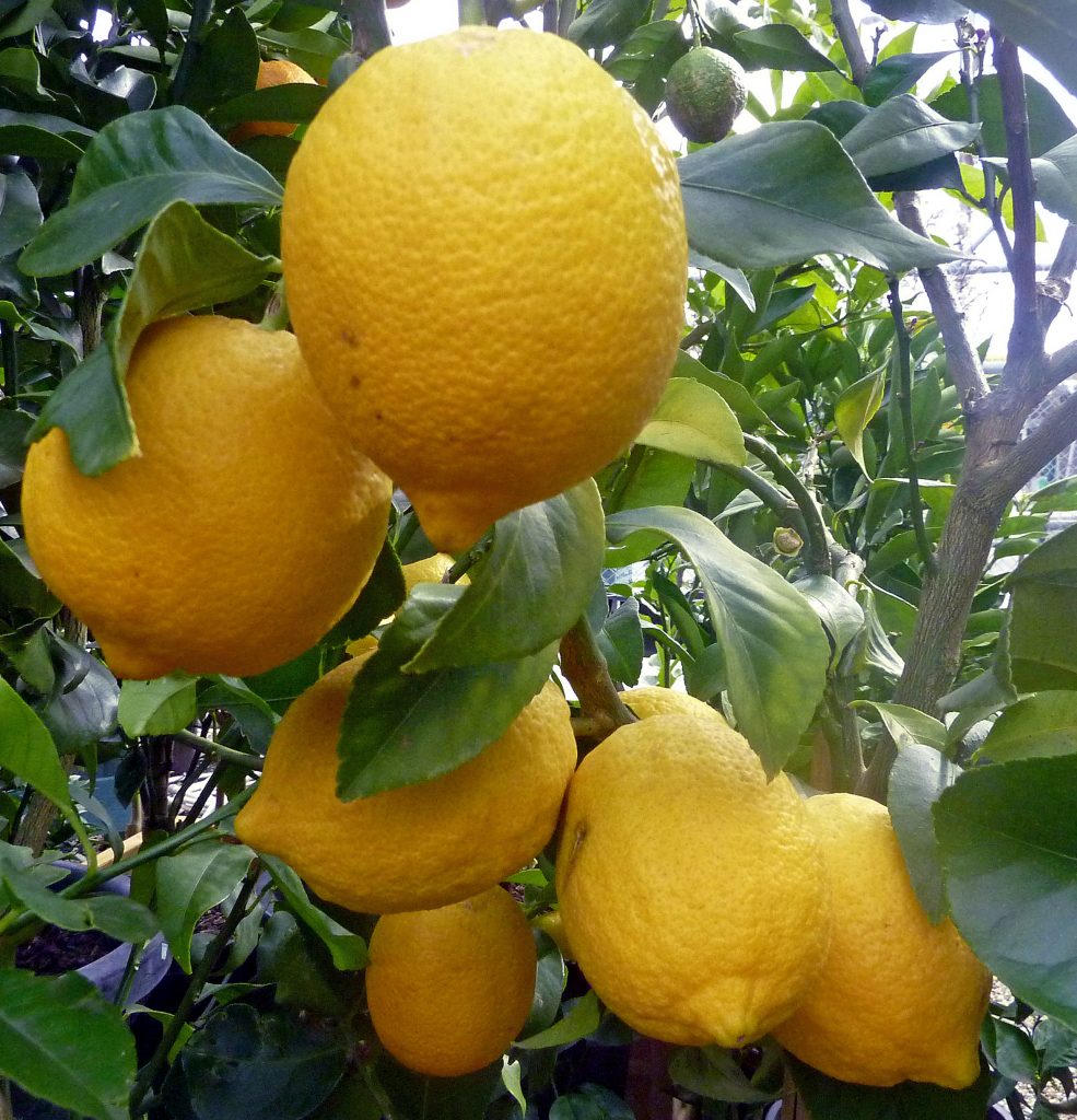 Цитрус лимон дерево