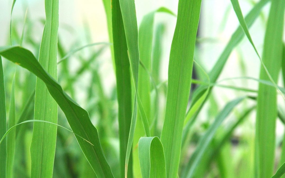 Citronella essential oil