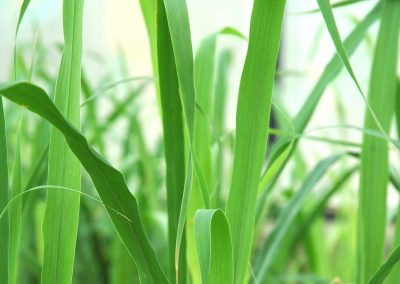 Citronella essential oil