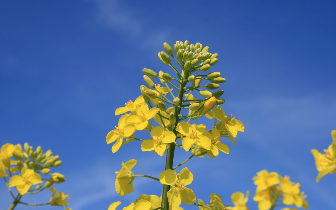 Rapeseed vegetable Oil