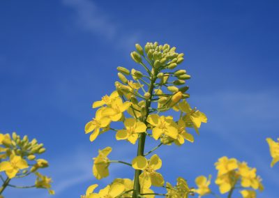 Rapeseed vegetable Oil