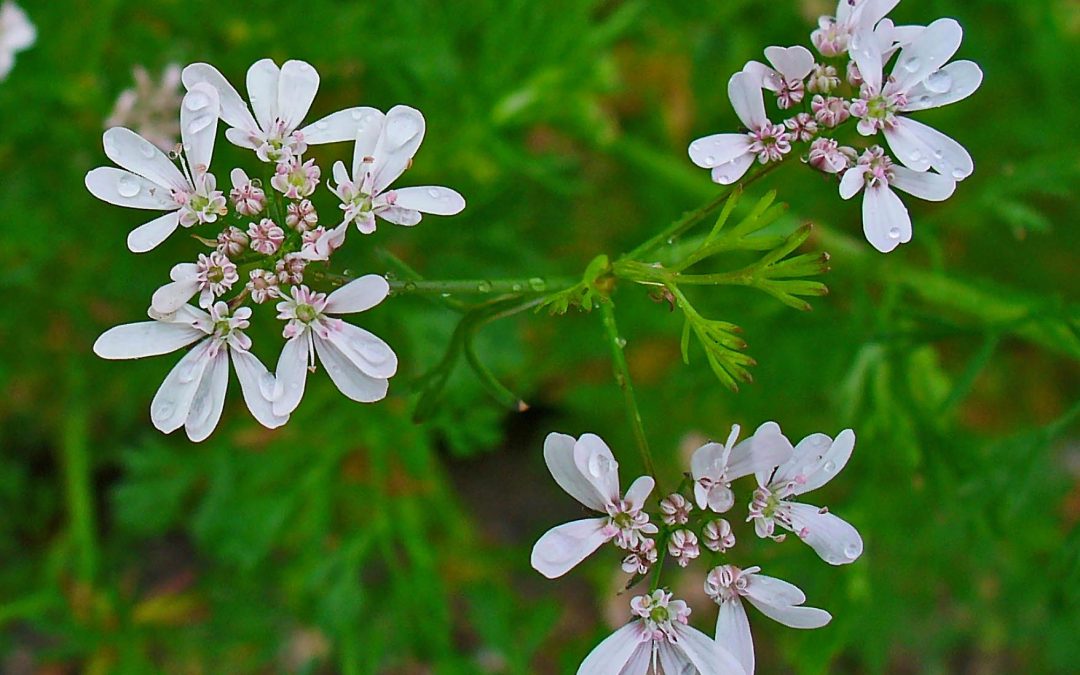 Coriander essential oil