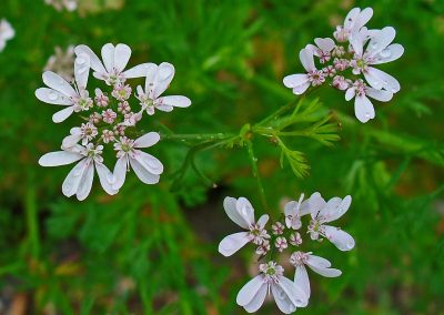 Coriander essential oil