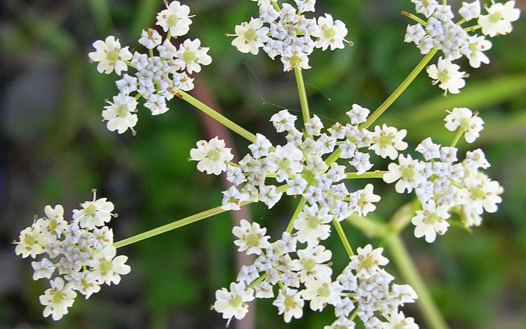 Cumin essential oil