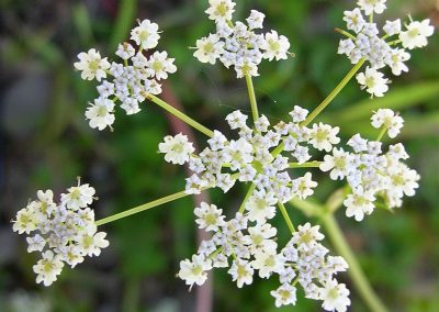 Cumin essential oil