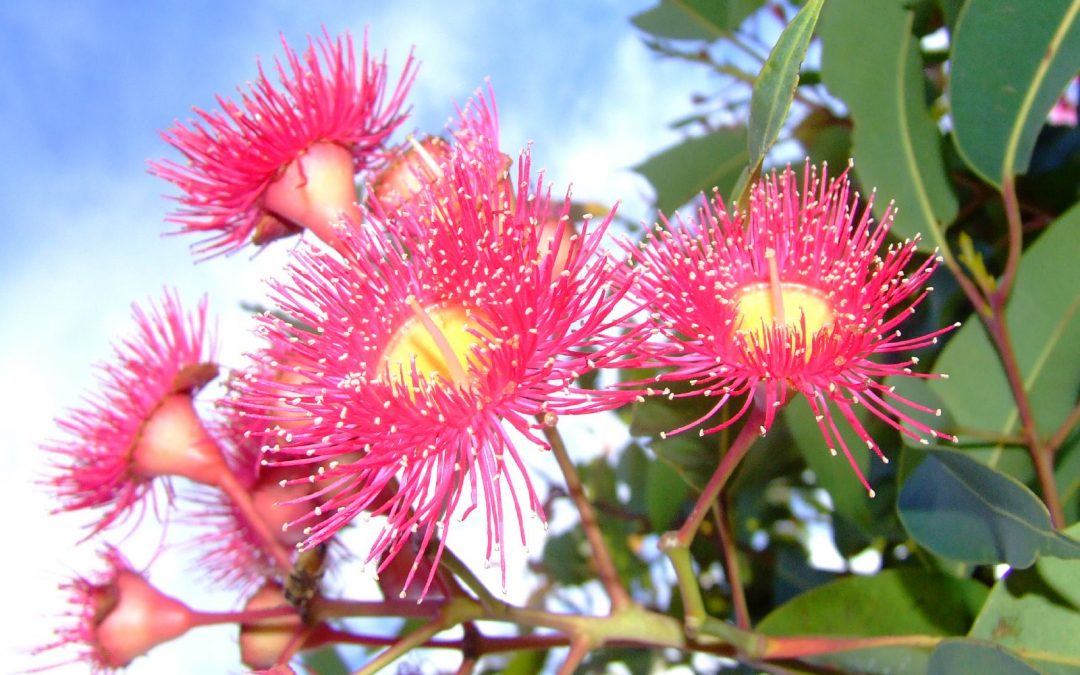 Eucalyptus globulus  essential oil