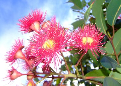 Eucalyptus globulus  essential oil