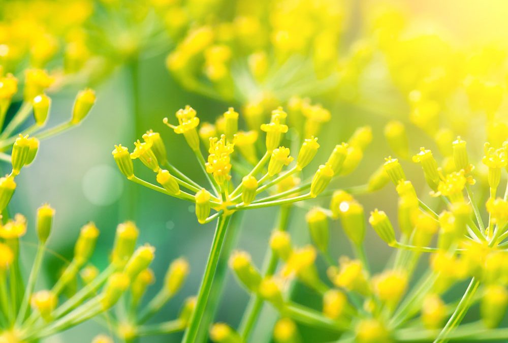 Fennel essential oil