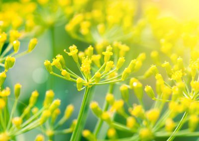 Fennel essential oil