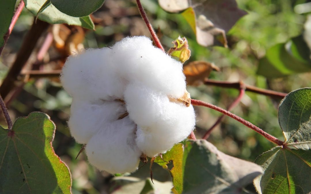 Parfum fleur de coton