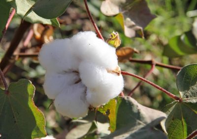 Parfum fleur de coton