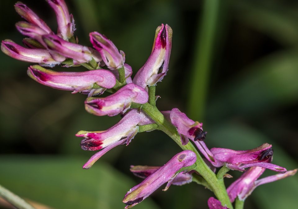 Fumitory herb