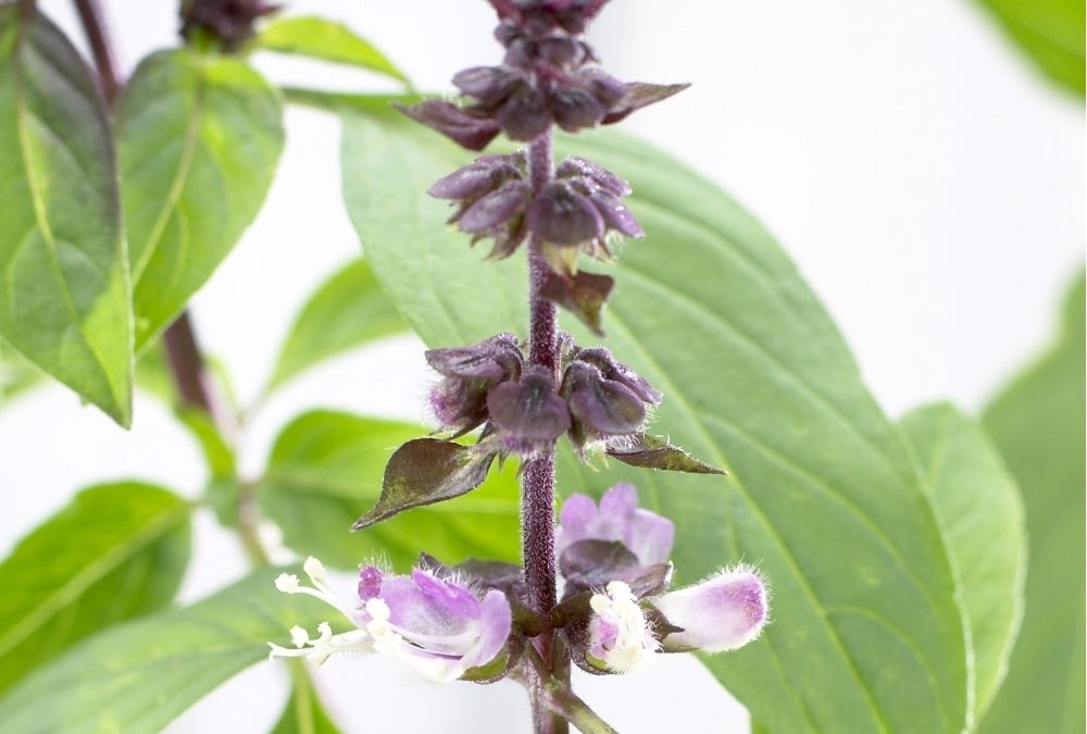 Basil essential oil