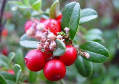 Wintergreen essential oil