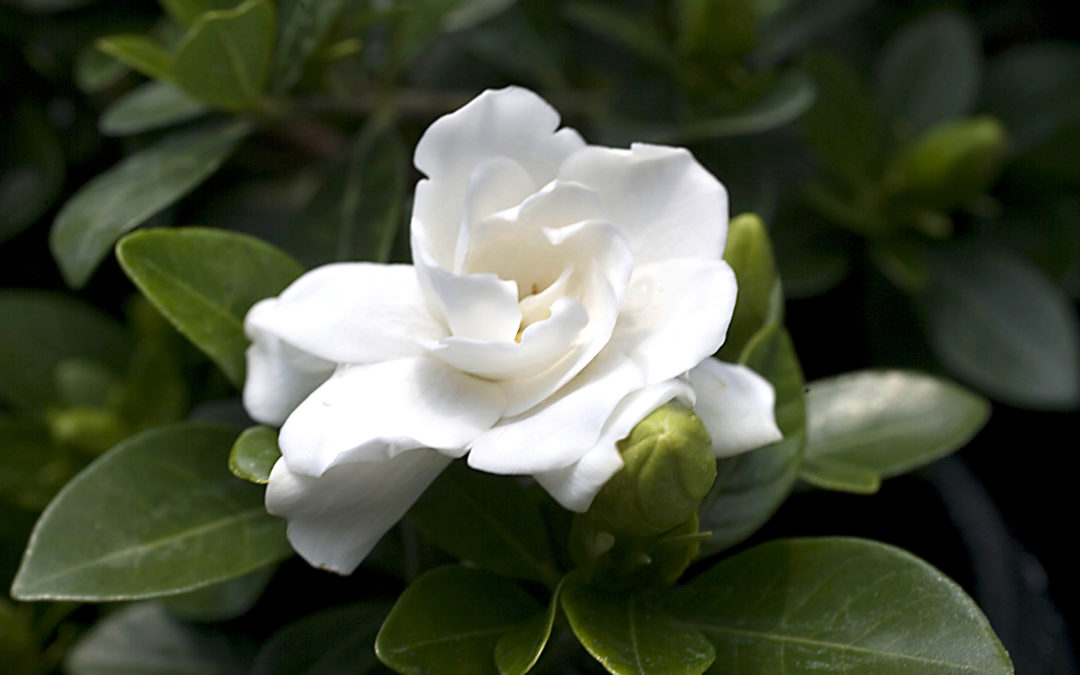 Parfum de gardenia