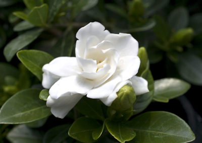 Parfum de gardenia