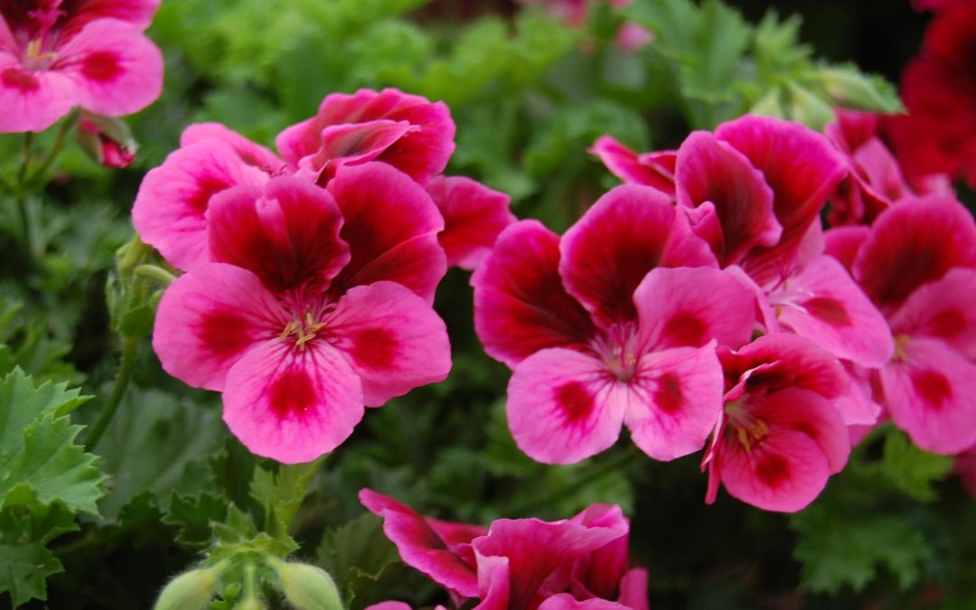 Geranium essential oil