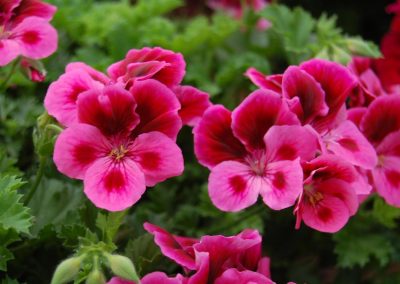 Geranium essential oil