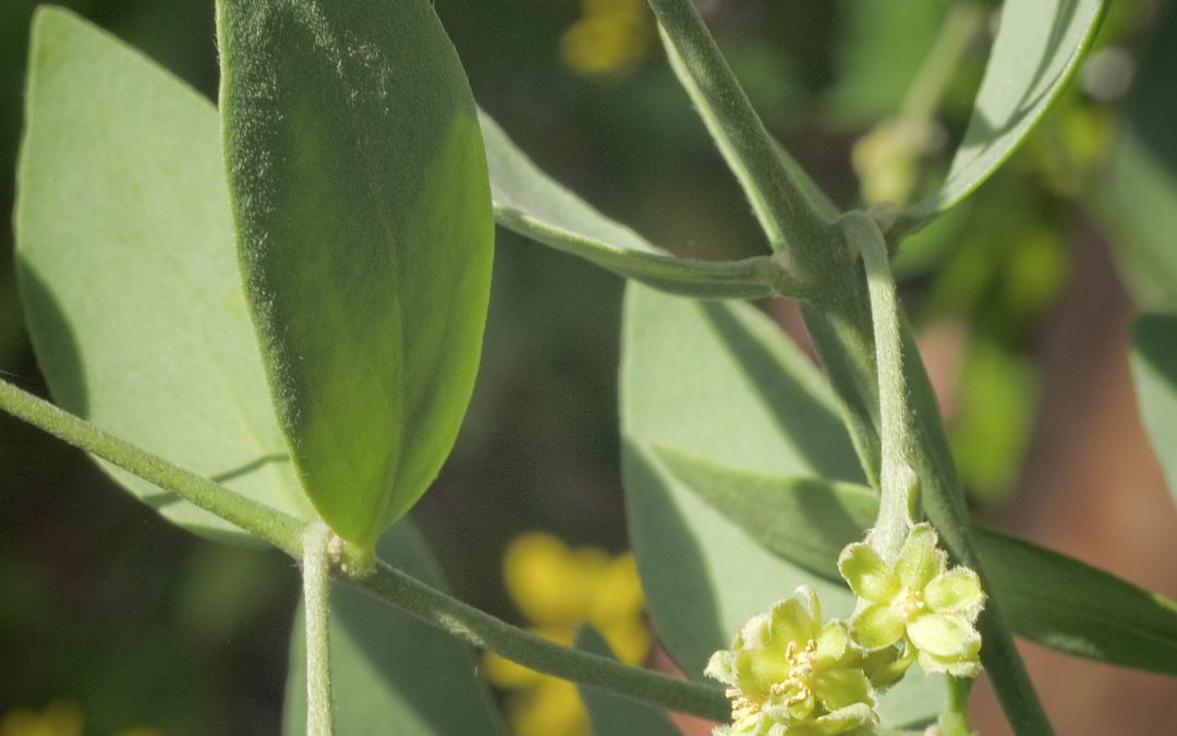 Huile végétale de jojoba