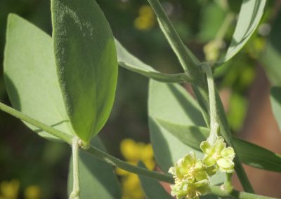 Huile végétale de jojoba