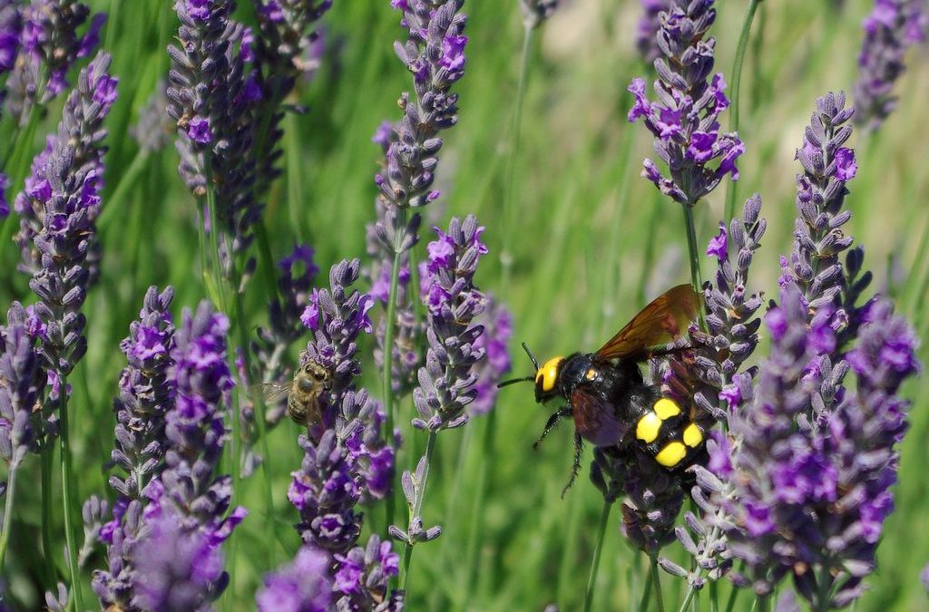 Lavender essential oil