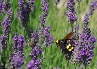 Lavender essential oil