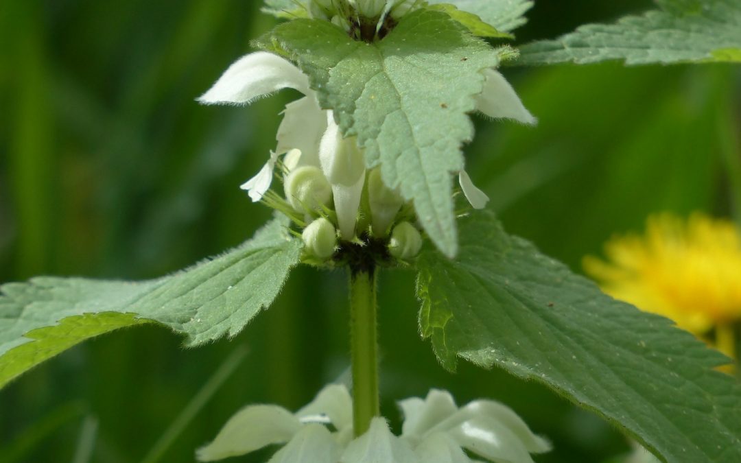 Lamium album herbs