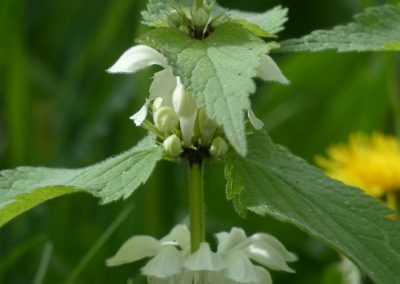 Lamium album herbs