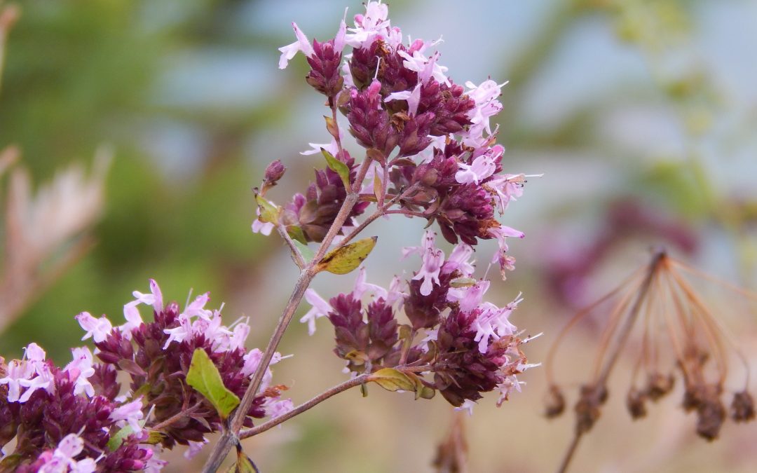 Marjoram essential oil