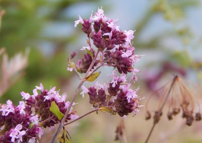 Marjoram essential oil